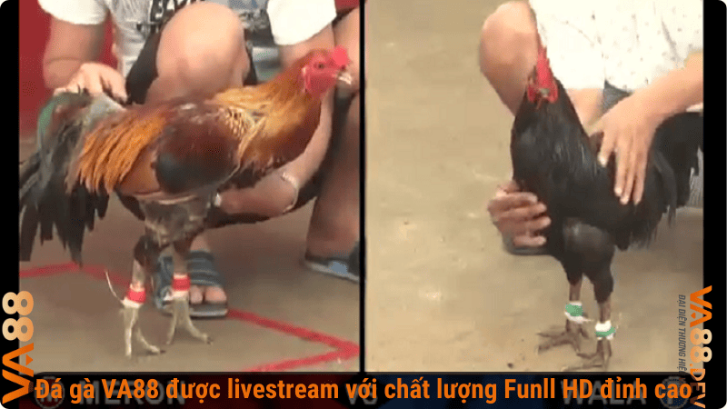 Đá gà VA88 được livestream với chất lượng Full HD đỉnh cao
